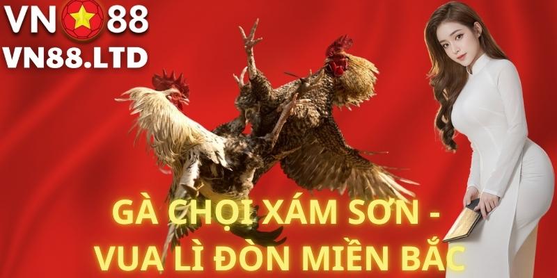 Gà chọi Xám Sơn - Vua lì đòn miền Bắc